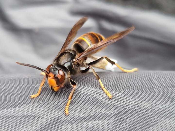 Aziatische hoornaar, een wespachtig insect 